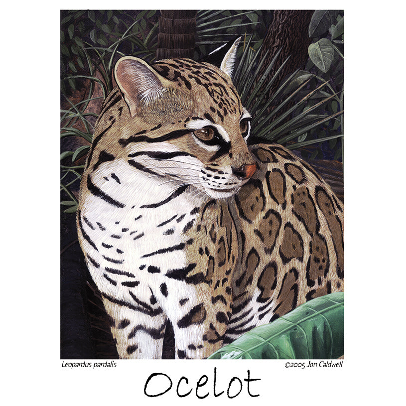 Ocelot tee 2024